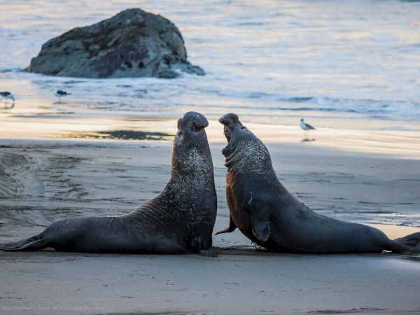 Two seals on a sandy beach, facing each other as the tide rolls in, with a rock and distant shore in the background.