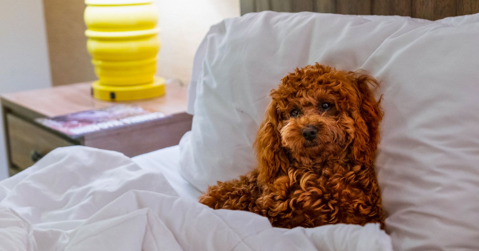 A small fluffy brown dog sits on a bed with white blankets; a yellow lamp and nightstand are in the background, creating a cozy bedroom scene.