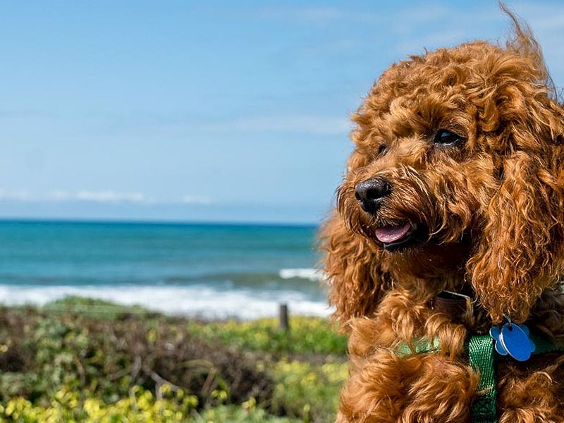 A fluffy brown dog with a blue collar sits by the seaside, waves in the background and a clear blue sky.