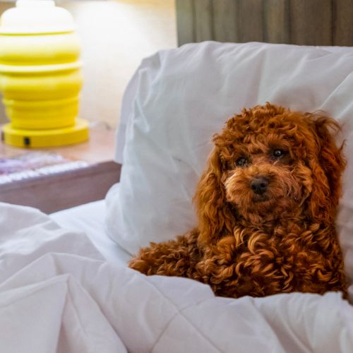 A small brown poodle sits on a couch with a yellow bow nearby, a soft blanket, and a cup on the table beside a book.